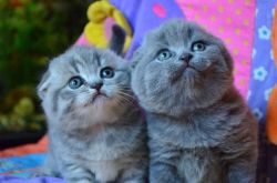 Gorgeous grey Scottish fold kittens