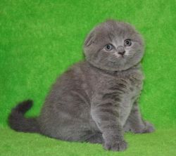 Male and Female Scottish Fold with Excellent Pedigree