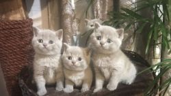 Show Quality Scottish Fold Kittens