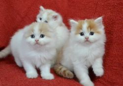 Tica Registered Show Quality Kittens