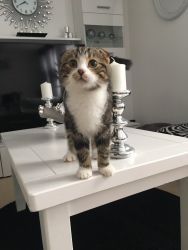 Extremely Friendly And Calm Loving Scottish Fold Kittens