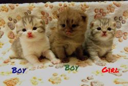 lovely scottish fold kittens for sale