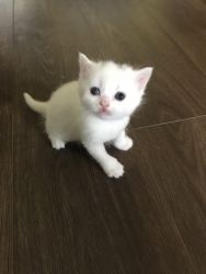 Scottish straight ears kitten ready to go to a loving and forever home