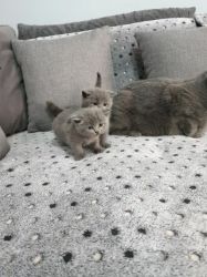 Adorable Scotishfold Kittens