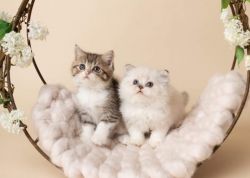 litter trained Scottish Fold Kittens
