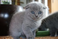 gorgeous chunky Scottish Fold Kittens