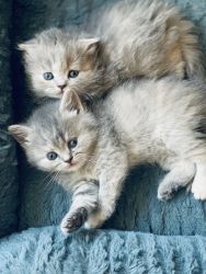 Beautiful Scottish fold and straight kittens and parents for sale