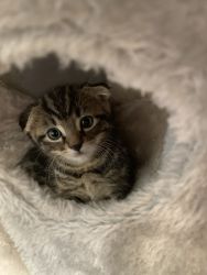 Scottish Fold Male Kitten