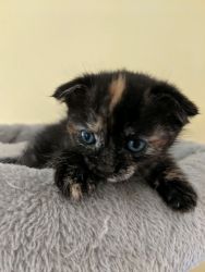 Lucky colors Scottish Fold Female Kitten
