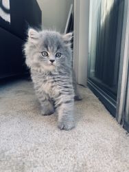 Gorgeous males Scottish fold and straight kittens for sale