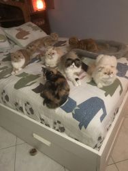 Scottish Folds looking for new homes