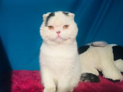 Scottish Fold from famous breeders