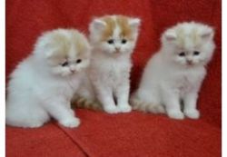 Registered Scottish Fold Kittens