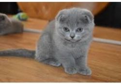 Scottish Folds Kittens Available for adoption