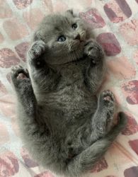 Scottish Fold Kittens for adoption