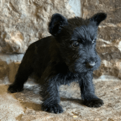 Cute male and female Scottish Terrier Puppies