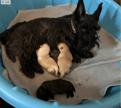 CHRISTMAS DAY SCOTTISH TERRIERS PUPPIES