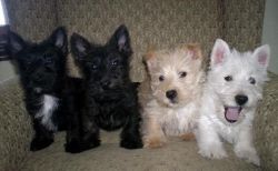 Cute Scottish Terrier Puppies. Text xxx-xxx-xxxx