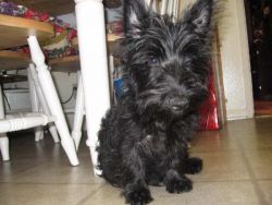 cute scottish terrier puppies for adoption