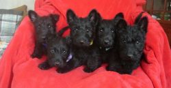 Kc Reg Scottish Terrier Puppies