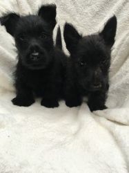 Stunning Scottish Terrier Puppies For Sale
