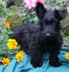 Scottish Terrier Puppy For Sale