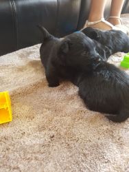Gorgeous Scottish Terrier Puppies For sale