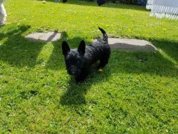 For Sale Scottish Terrier Pup
