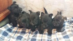 Male and Female Scottish Terrier For Sale