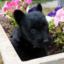 Beautiful and healthy Scottish Terrier