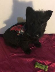 stunning healthy male and female Scottish Terrier available
