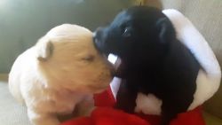 Scottish Terrier puppies AKC