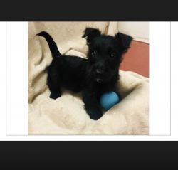 Four month old Scottish terrier