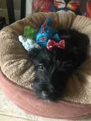 Scottish Terrier puppy for sale .Carlisle, PA