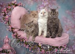 SELKIRK Kittens for sale