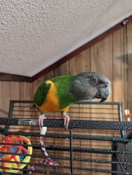 Senegal parrot