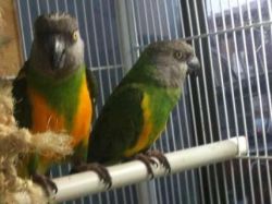 Baby Senegal Parrots Handfed And Hand Tamed