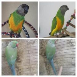 Senegal Parrot Indian Ringneck