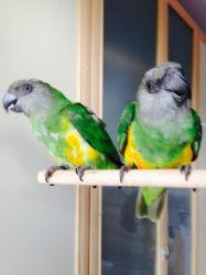 Lovely Senegal Parrots for sale