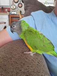 Loving Parrot