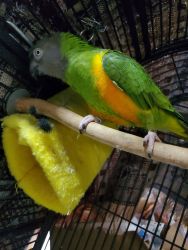 Very friendly and loves to talk Senegal parrot
