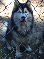 Husky looking for home