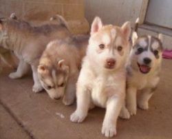 Siberian Husky pups for good home