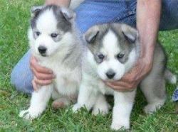 Lovely Siberian Husky puppies for your family