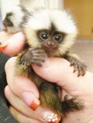 Marmosets Monkeys ready for new homes.
