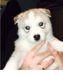 Kc Reg Siberian Husky Pups For Sale