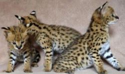 Serval kittens ready