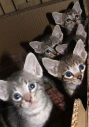 Amazing Serengetti Kittens Available