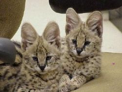 Registered Male And Female Serval Kittens For Sale