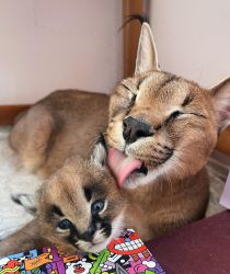 Pure bred African Caracal Kittens